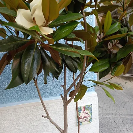 Casa Magnolia Boutique *