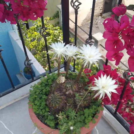 Otel Casa Magnolia Boutique *