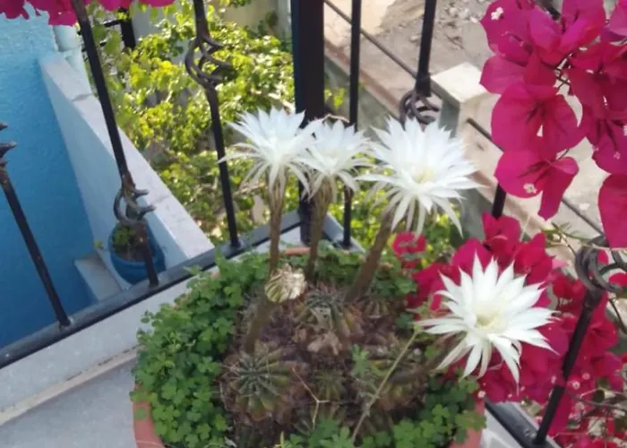 Hotel Casa Magnolia Boutique *